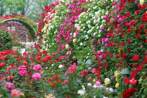 [] rose-garden-main.jpg